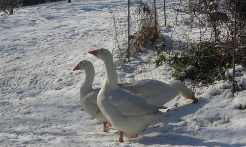 Gänse sollten artgerecht gehalten werden. Foto: Deutscher Tierschutzbund e.V./Kook