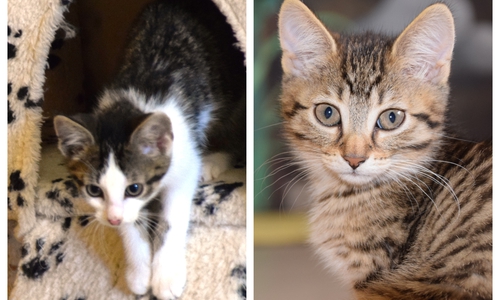 Neben Linus und Luna warten noch weitere Katzen im Tierheim auf ein neues Zuhause. Fotos: Tierschutzverein Gifhorn und Umgebung