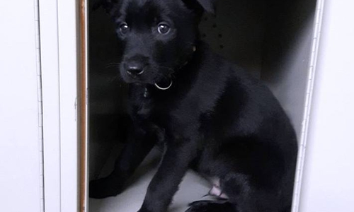 Odin beim Rumtollen im Waffenschließfach der Polizei. Foto: Polizei Braunschweig