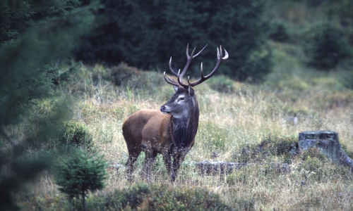 Der Rothirsch ist ein majestätischer Anblick. Foto: Frank Kramer