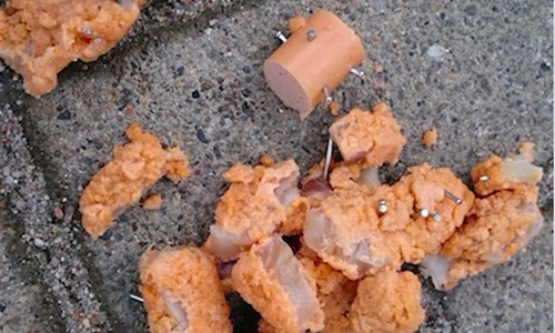 Achtung vor giftigen Ködern! Symbolfoto: Polizei Schöppenstedt