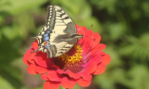 Im Mittelpunkt steht die NABU-Mitmachaktion ‚Insektensommer‘. Foto: NABU Regionalgeschäftsstelle Südost-Niedersachsen
