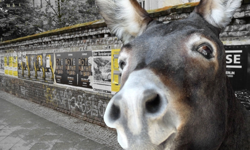 Mittlerweile sind Esel und Besitzer wieder glücklich vereint. Symbolfoto: pixabay