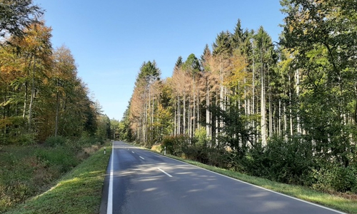 Viele tote Bäume entlang der Straßen machen die Forstarbeiten notwendig. Foto: Niedersächsische Landesforsten