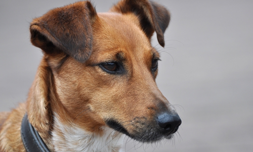 Symbolfoto: Peta