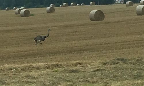 Immer wieder entschischte der Nandu den Einsatzkräften. Foto: Maik Wermuth, Gemeindebrandmeister Samtgemeinde Grasleben