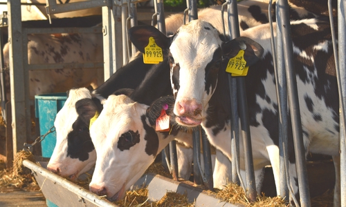 Die Mitglieder des Besamungsvereins sind Landwirte, deren Kühe künstlich besamt werden. Foto: Annabell Pommerehne 