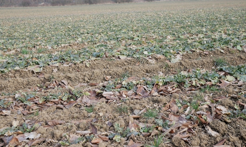 Das Thema "Landwirtschaft im Wandel" steht im Mittelpunkt der Diskussion. Symbolfoto: Alexander Panknin