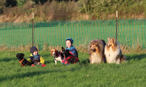Es gibt wieder viele Aktivitäten rund um den Hund. Foto: Verband