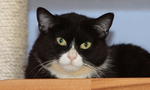 Wer gibt Carlo ein neues Zuhause? Foto:  Tierschutzverein Gifhorn und Umgebung