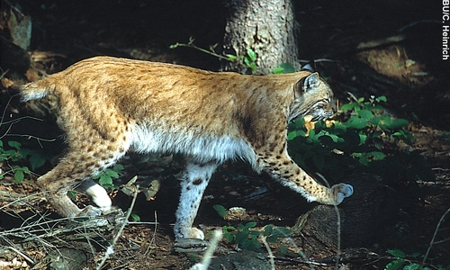 Foto: NABU/C. Heinrich