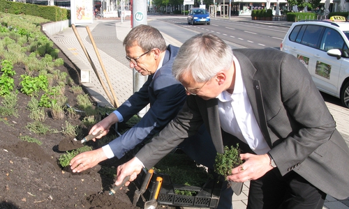 Oberbürgermeister Klaus Mohrs (hinten) und Stadtbaurat Kai-Uwe Hirschheide (vorne) pflanzen Kräuter am Rathaus. Foto: Stadt Wolfsburg  


