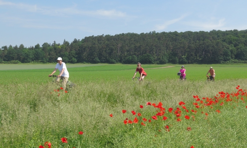 Von Königslutter nach Helmstedt geht es bei Radtour auf der Romanik-Route. Foto: Birgit Wöbbeking