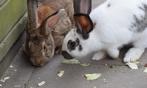 Elli und Frieda. Foto: Tierschutz Gifhorn und Umgebung