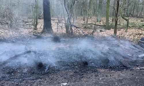 Baumstämme waren in Brand geraten. Foto: Feuerwehr