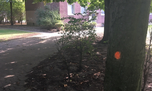 Die mit einem orangenen Punkt gekennzeichneten Bäume werden gefällt. Fotos: Alexander Dontscheff