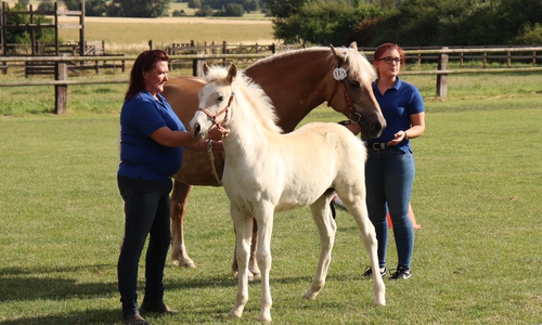 Pony- und Haflingerfohlen bekamen gestern ihren Chip. Fotos: Julia Seidel
