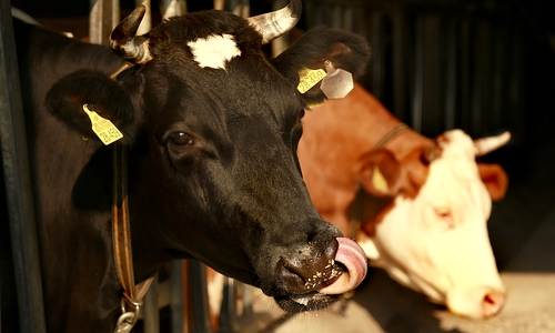 Arbeitsplatz Stall: Wer in der Landwirtschaft arbeitet, dem steht ab sofort ein höherer Mindestlohn von 9,10 Euro pro Stunde zu. Das teilt die Agrar-Gewerkschaft IG BAU mit. Foto: IG Bau