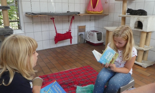 Seit drei Jahren gibt es in Ribbesbüttel eine Vorlesestunde für Katzen. Fotos: Tierschutzverein Gifhorn und Umgebung e.V.