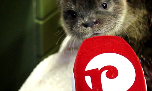 Bald kann die Otterwaise Esta mit einem gleichaltrigen Artgenossen spielen. Fotos / Video: Sandra Zecchino