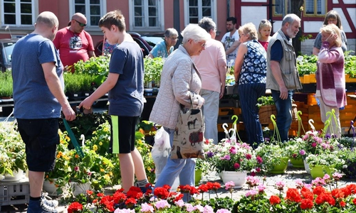 Die Besucher erwartete ein große Auswahl an Pflanzen. Foto: Andreas Meißler