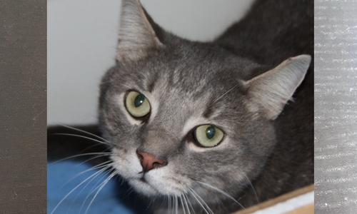 Bobik musste erneut ins Tierheim. Seine Besitzer hatten keine Zeit mehr für ihn. Foto: Tierschutzzentrum Ribbesbüttel