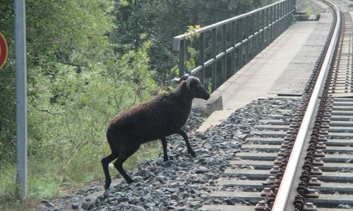 Der Besitzer des Tieres wird gebeten sich bei der Polizei zu melden. Fotos: Polizei