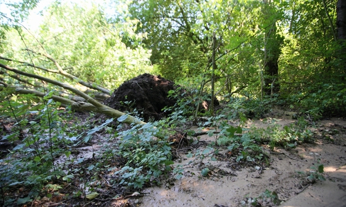 Bevor die Reparaturarbeiten beginnen können, müssen die entwurzelten Bäume entfernt werden. Fotos: Rudolf Karliczek