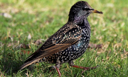 Auch der Vogel des Jahres, den Star, wird sicher angetroffen. Foto: NABU Wolfenbüttel