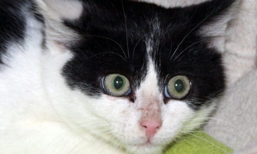 Kater Mogli ist noch etwas schüchtern. Foto: Tierschutzzentrum Ribbesbüttel