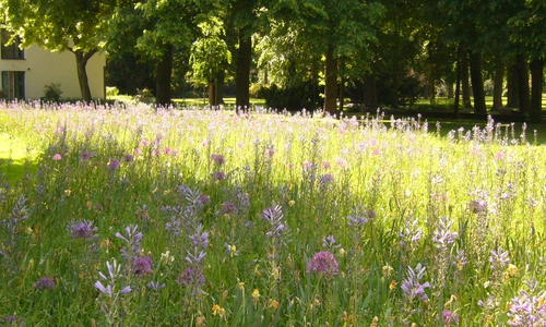 Die Stadt Peine plädiert für Wildblumenwiesen, um Bienen und anderen Insekten zu helfen. Foto: Stadt Peine