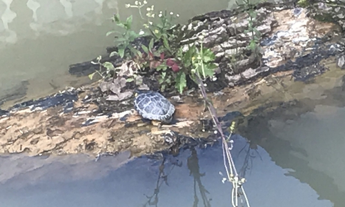 Dieses Bild zeigt die betreffende Schildkröte. Sie scheint sich, ungestört von der Nähe zum Menschen, zu sonnen.  Foto: Giovanni Graziano