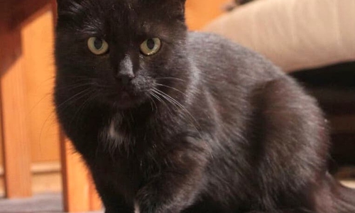 Ally ist sehr anhänglich und zutraulich. Foto: Tierschutzzentrum Ribbesbüttel
