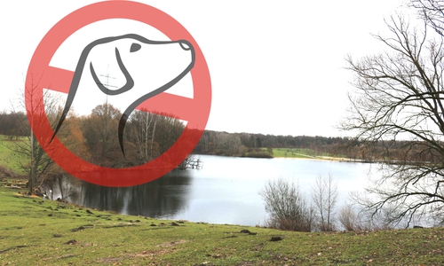 In den Sommermonaten gilt am Heidbergsee für Hunde weiterhin "draußen bleiben". Symbolfoto: Archiv