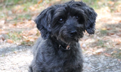 Paul sucht eine neue Familie. Foto: Tierheim