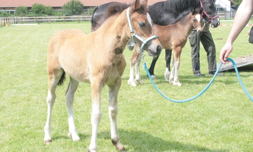 Verschiedenen Ponyrassen werden zu sehen sein. Foto: Archiv/Anke Donner