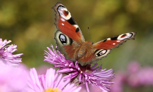 Tagpfauenauge. Foto: NABU/Helge May