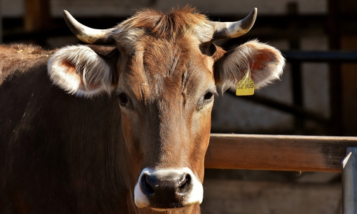 Die verbleibenden Tiere befinden sich inzwischen bei einem Landwirt, der sich bereit erklärt hat, sie zu pflegen bis weitere Schritte eingeleitet wurden. Symbolfoto: Pixabay