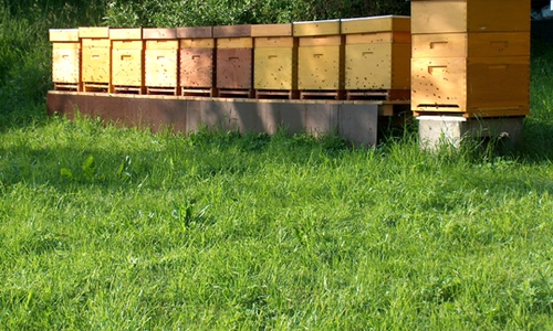 Bienenstände im Landkreis Wolfenbüttel sind mit Faulbrut infiziert. Foto: Privat