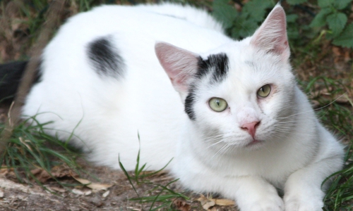 Kater Barney sucht ein liebevolles Zuhause. Foto: Tierschutzzentrum Ribbesbüttel 