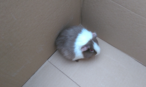 Das gerettete Meerschweinchen. Fotos: Polizeikommissariat  Bad Harzburg