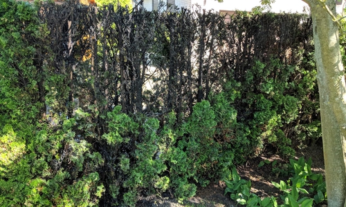 Als die Feuerwehr am Einsatzort eintraf, war die Hecke bereits gelöscht. Foto: Feuerwehr Helmstedt