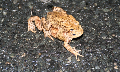 Ein Doppeldecker auf dem Weg zum Laichgewässer. Foto: Diethelm Krause-Hotopp