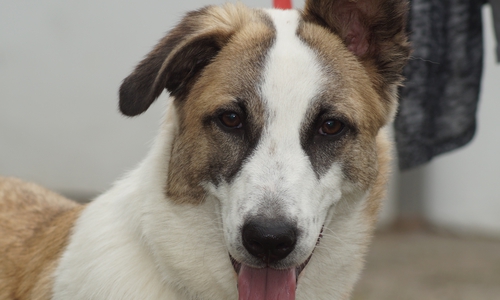 Taikuma sucht ein neues Zuhause.

Foto: Tierschutzverein Gifhorn und Umgebung e.V.