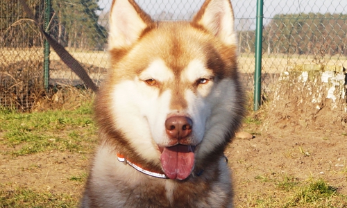 Jimmy ist laut Tierheim ein absolut liebenswerter, freundlicher und sehr menschenbezogener Hund. Foto: Stefanie Söchtig