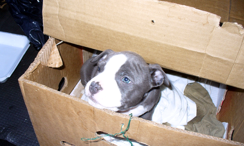 Auch in unserer Region kommt es vor, dass Hundewelpen  geschmuggelt werden. Fotos: Zoll 