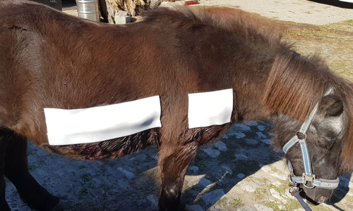 Pony "Clärchen" wurde verbunden. Noch ist sie nicht über den Berg. Foto: Melanie Beischall