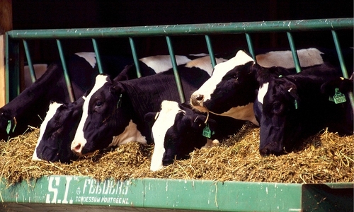 Dem Milchviehbauern wurde damals ein Viehhaltungsverbot auferlegt. Symbolbild: Pixabay