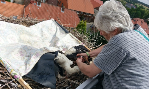 Storchenbeauftragter Georg Fiedler legte den drei Jungstörchen ihre Ringe an. Fotos: Feuerwehr Vorsfelde