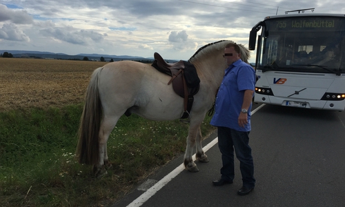 Auf der B82 bei Hornburg lief am Abend ein herrenloses Pferd umher. Ein Busfahrer konnte das Tier einfangen. Foto: Anke Donner 